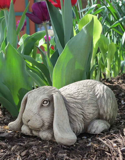 Bashful Bunny